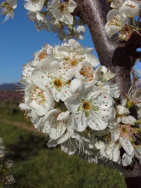 L'azienda agricola — 2