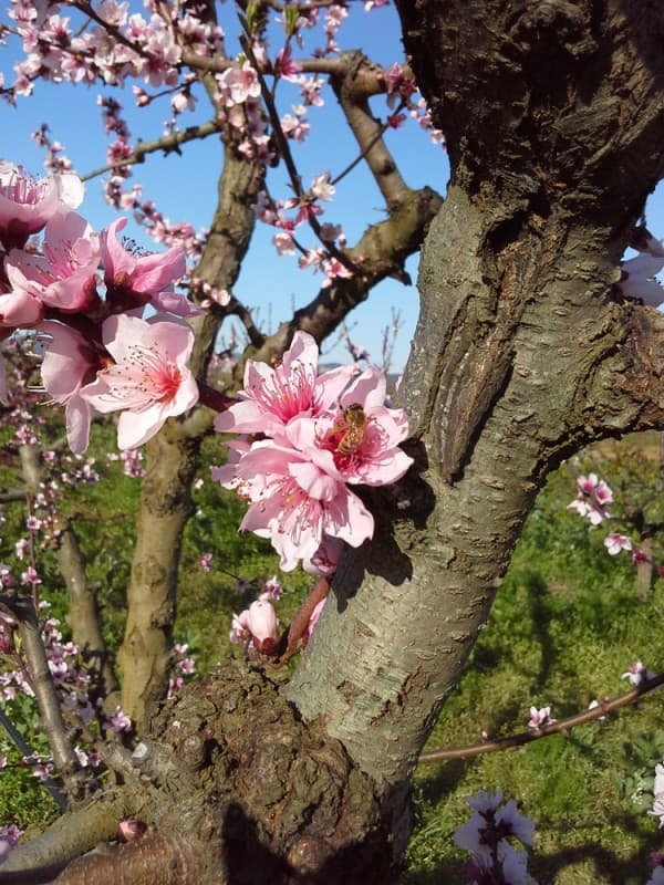 L'azienda agricola — 4