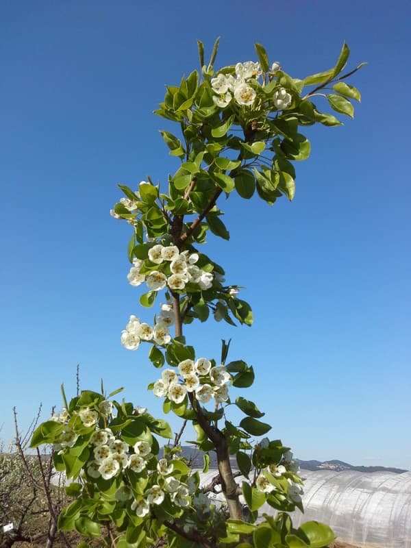 L'azienda agricola — 5