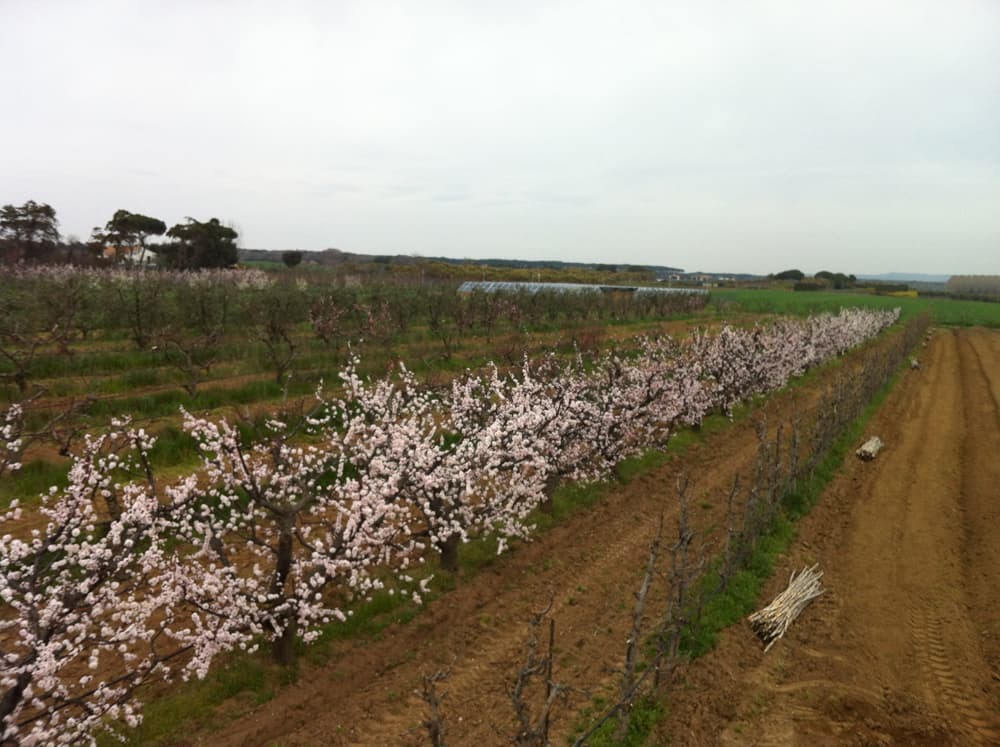 L'azienda agricola — 6