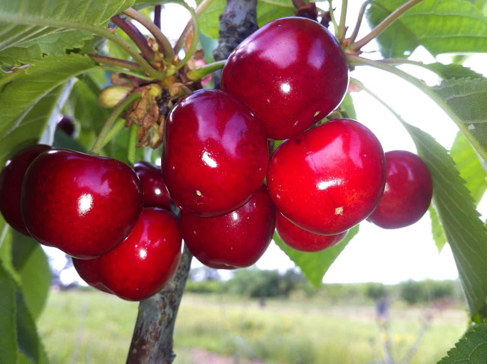 L'azienda agricola — 8