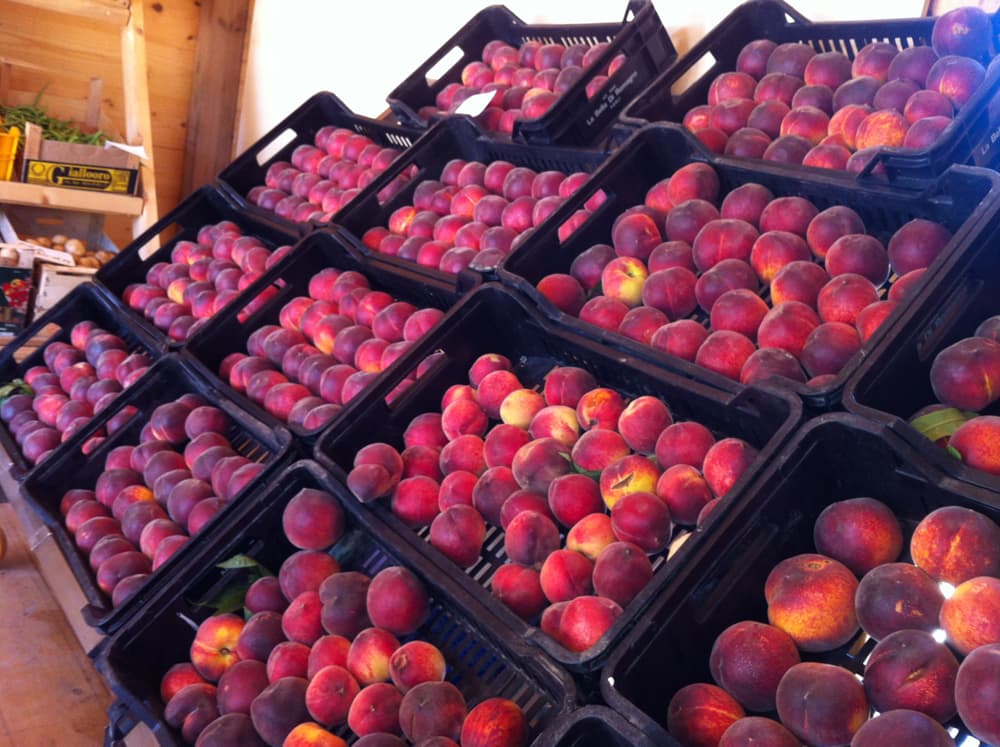 L'azienda agricola — 10