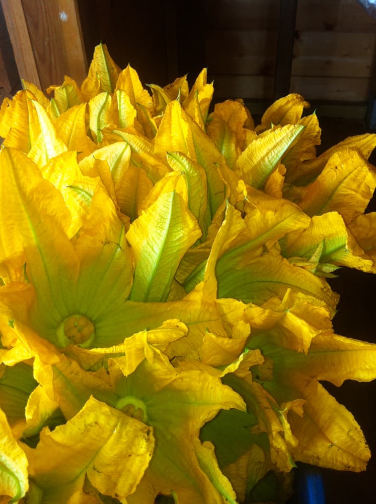 L'azienda agricola — 13