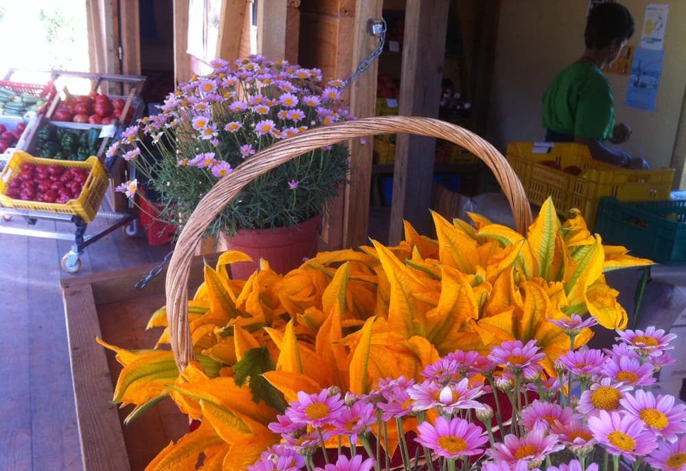 L'azienda agricola — 16