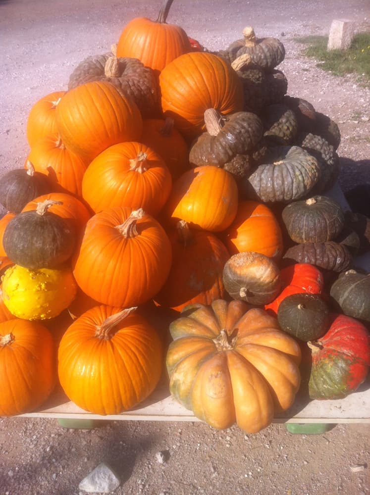 L'azienda agricola — 17