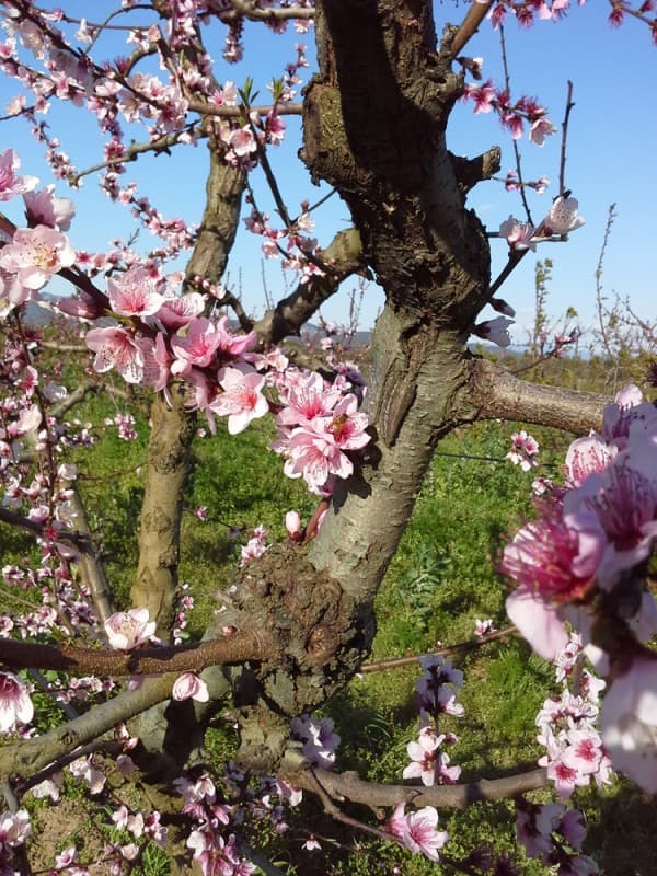 Tognoni farm — orchard and produce