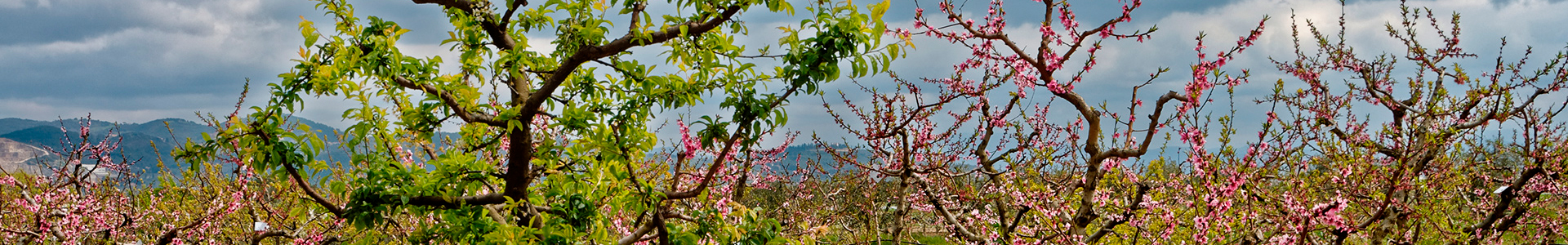 Azienda agricola Tognoni